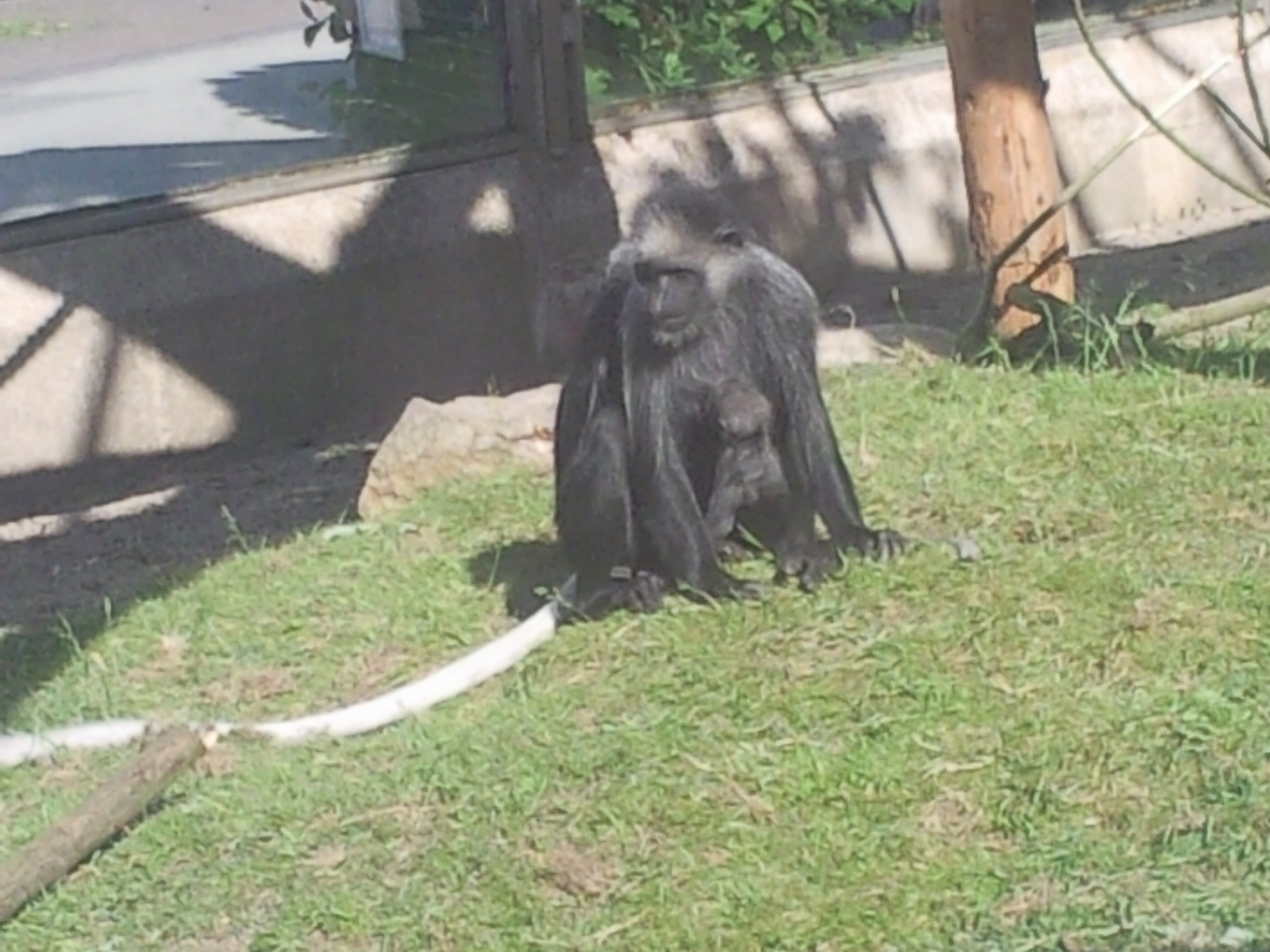 king colobus monkey