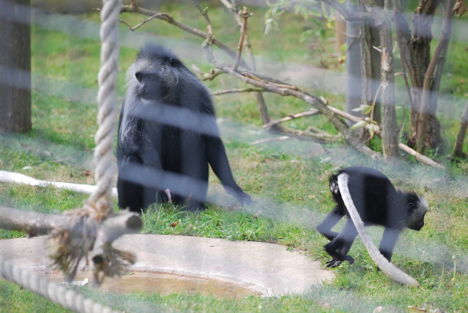 King colobus monkey