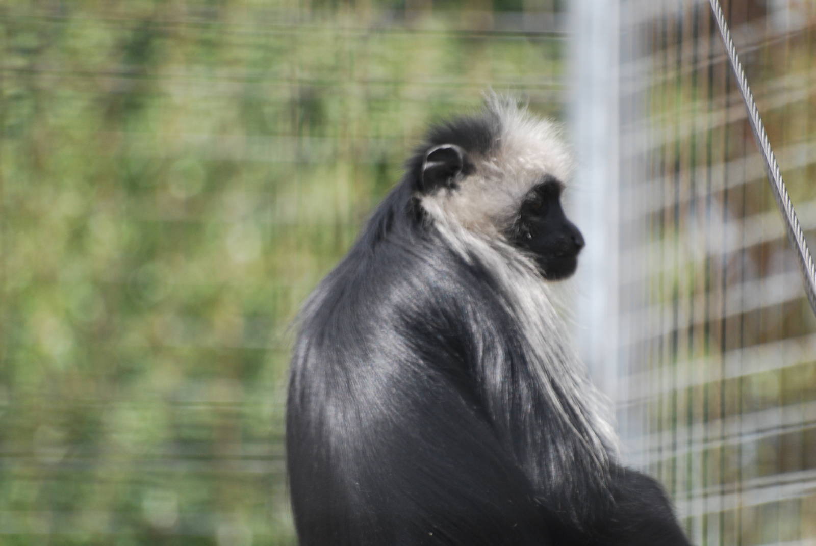 King colobus monkey