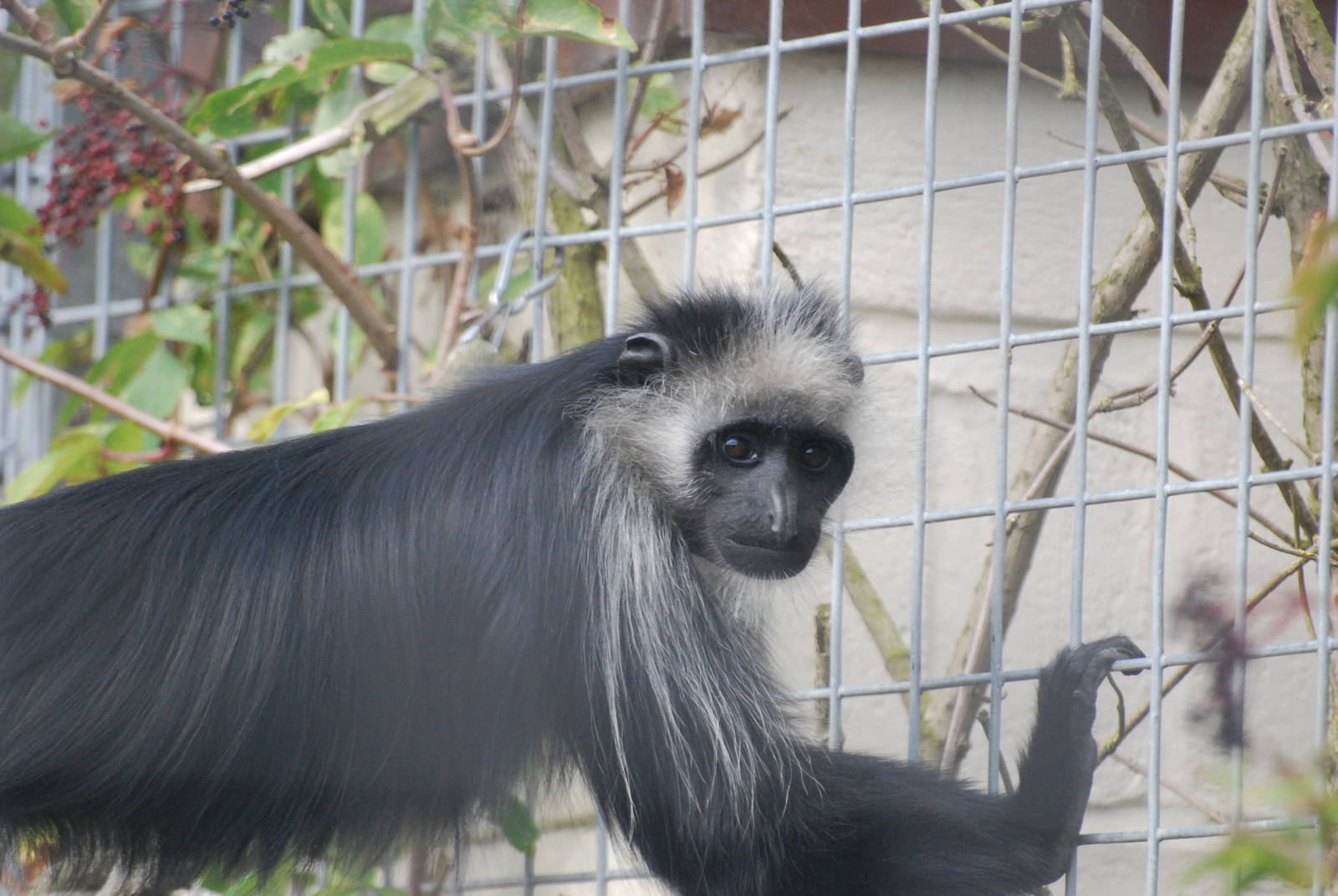 King colobus monkey