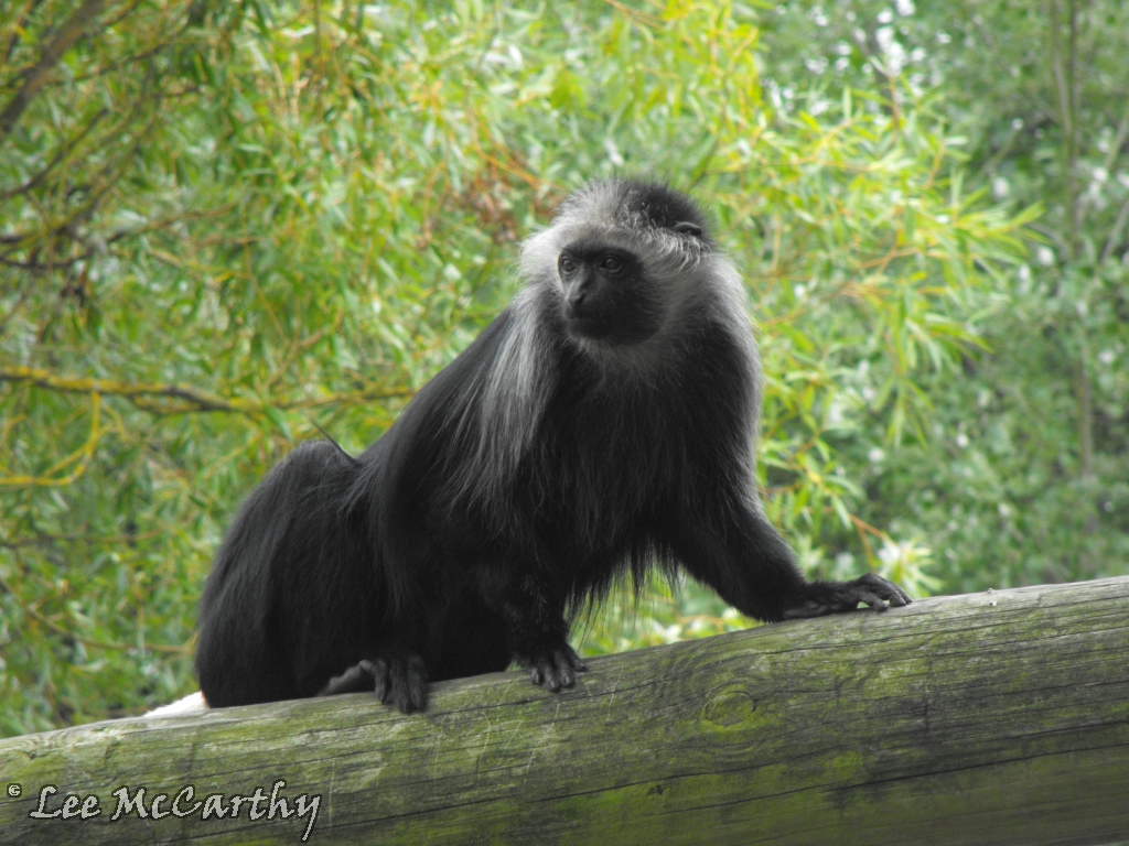King Colobus Monkey
