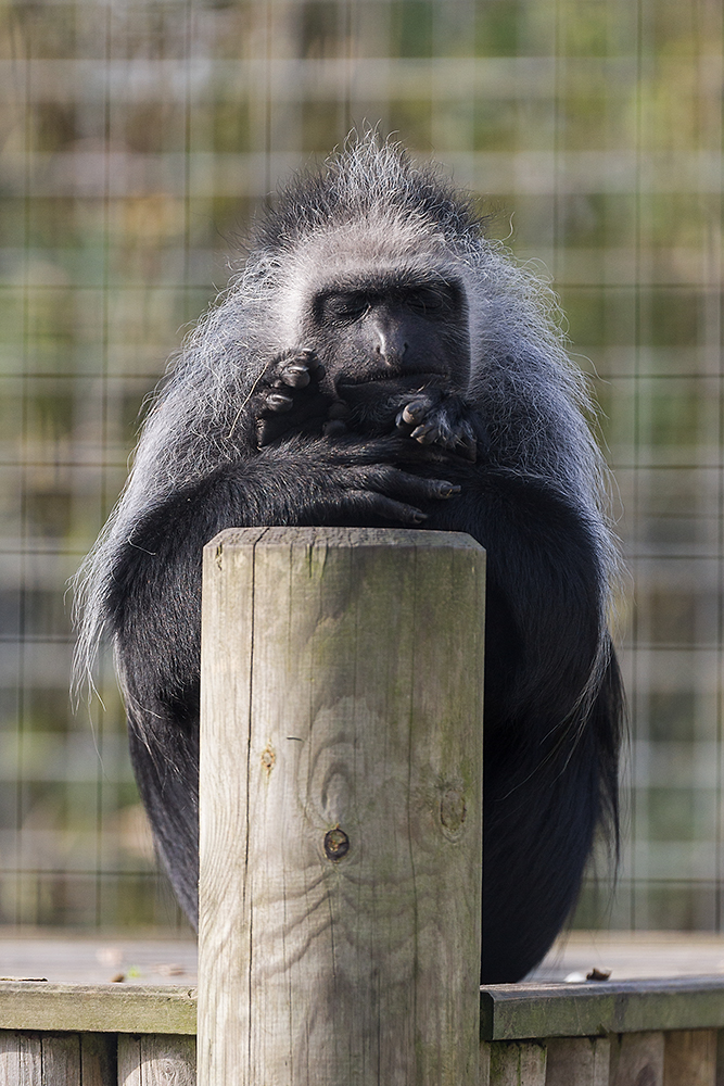 King Colobus Monkey
