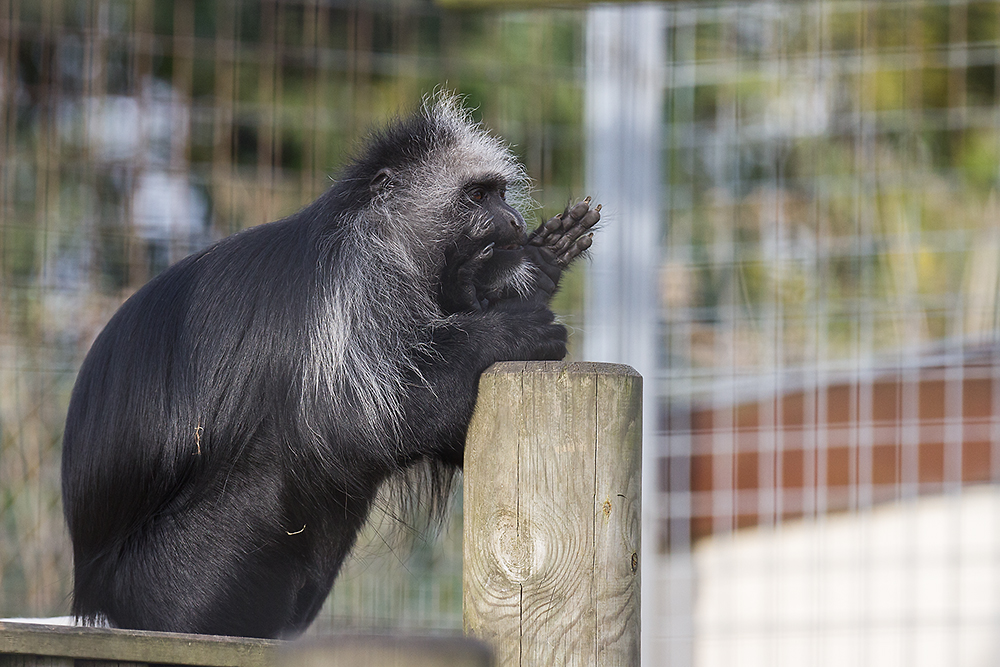 King Colobus Monkey