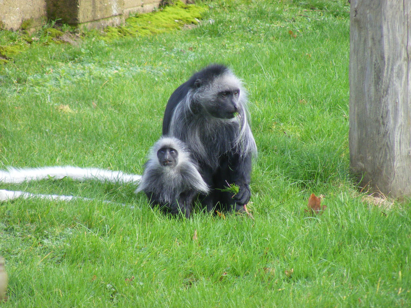 King colobus monkeys at Marwell Wildlife, 27 February 2011