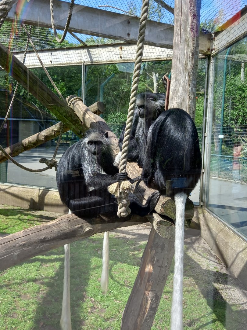 King Colobus Monkeys