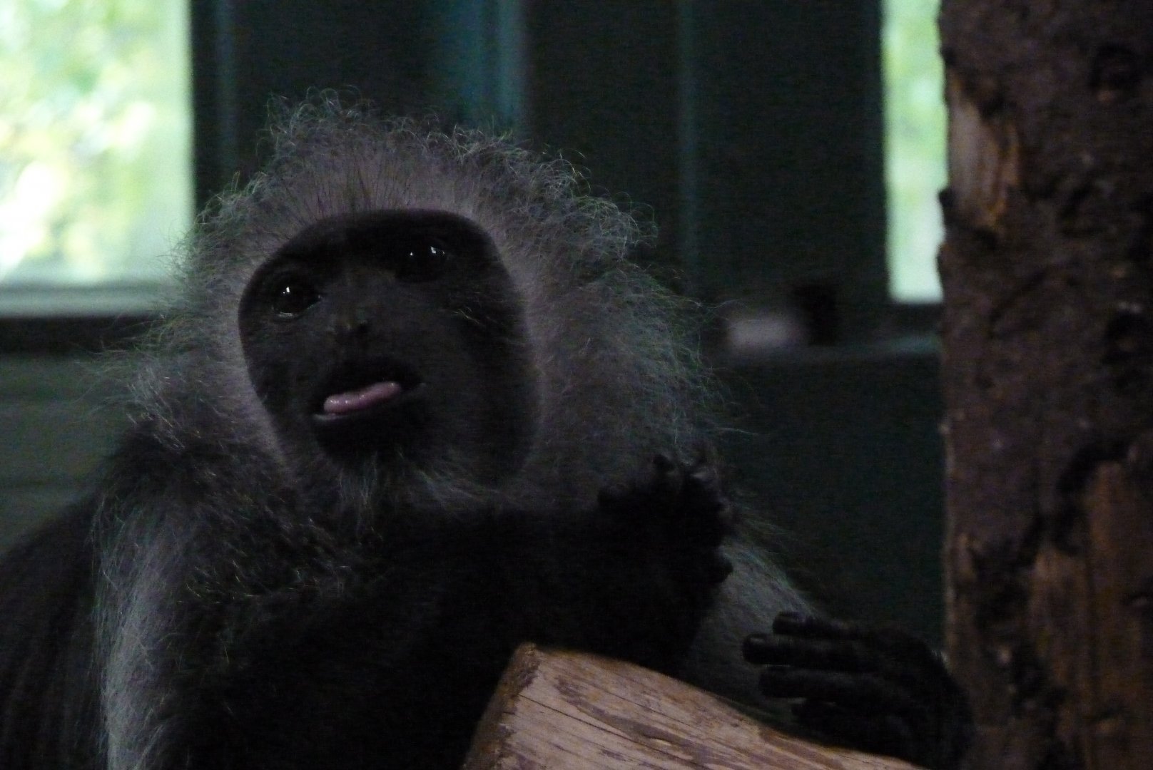 King Colobus, September 2017