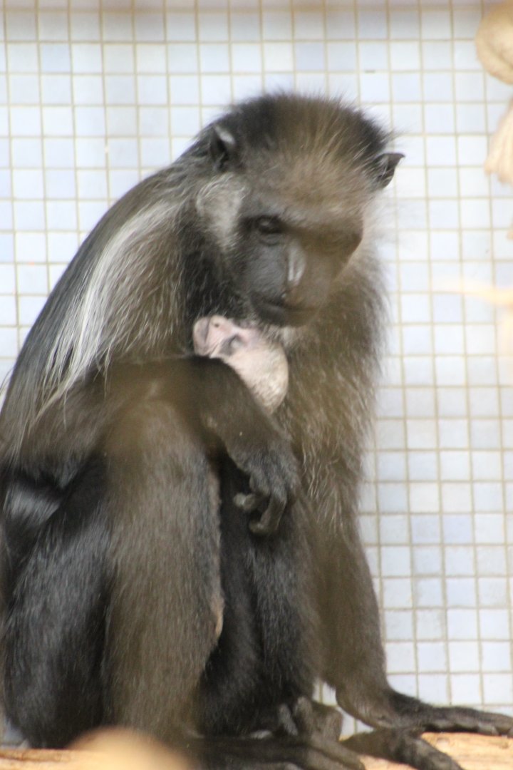 King colobus with baby