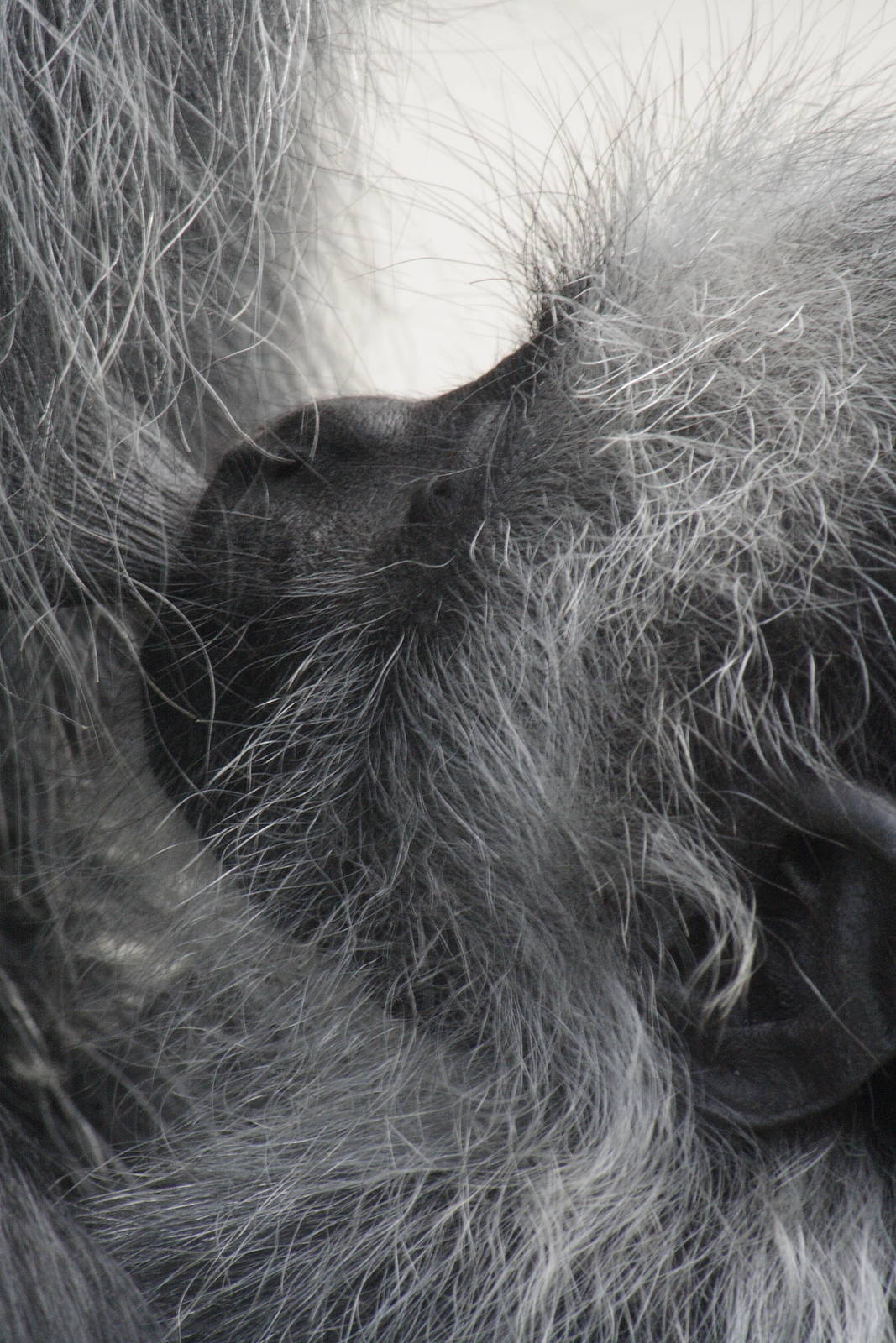 King colobus youngster suckling