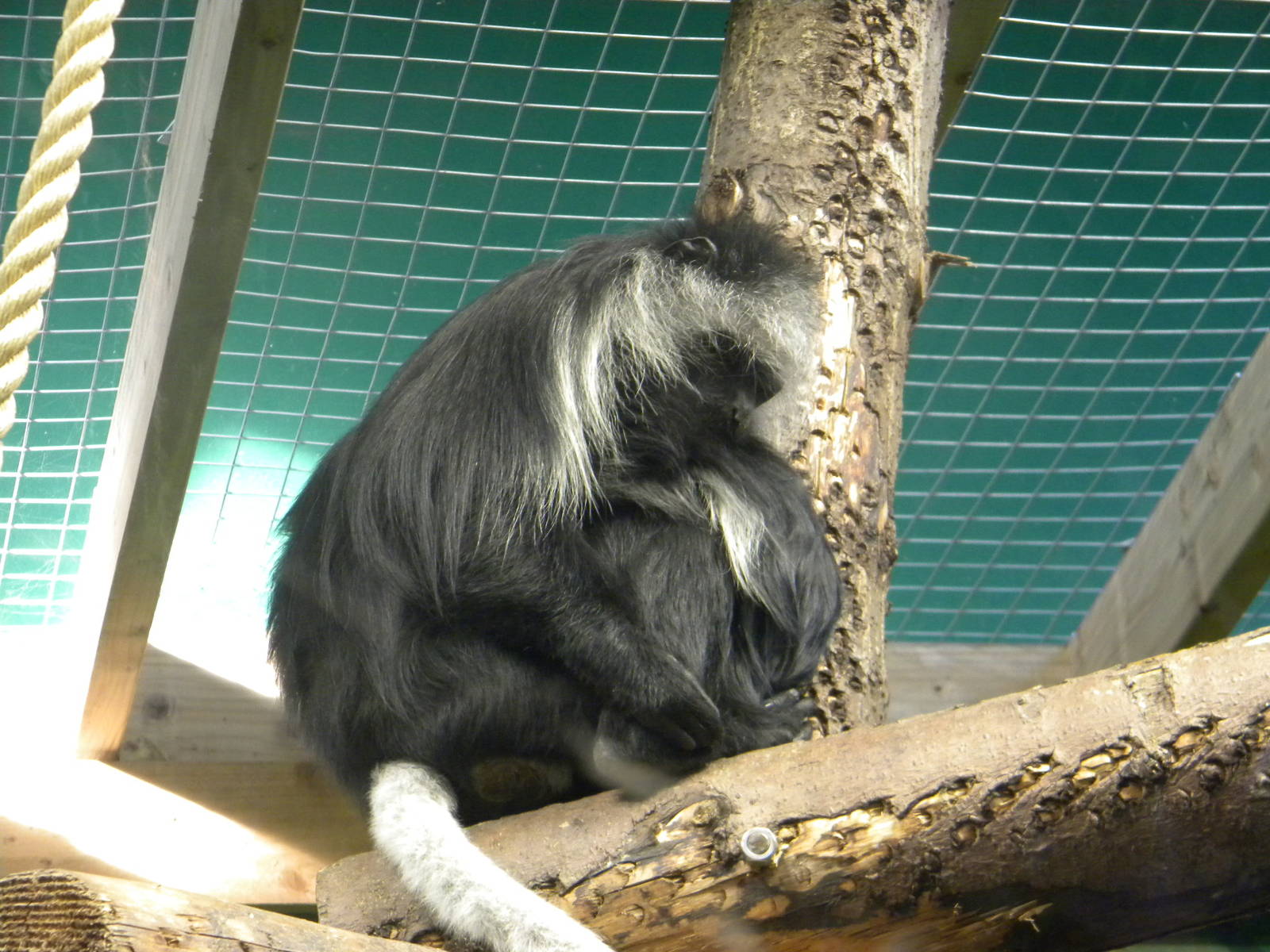 King Colobus.
