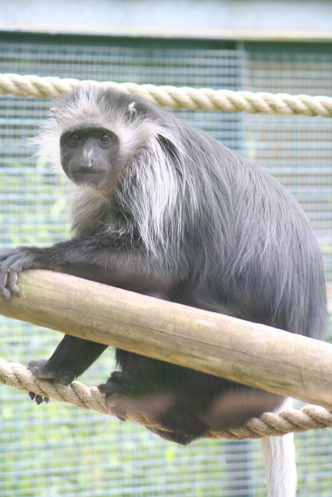 King colobus