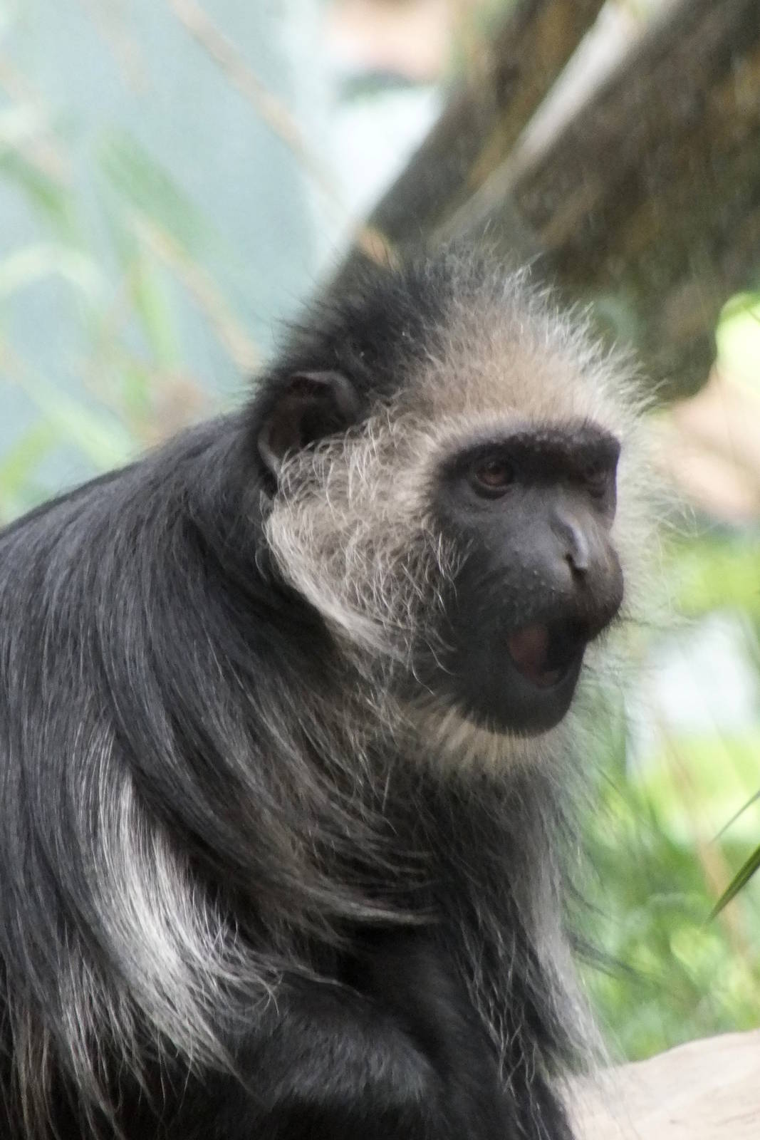 King Colobus