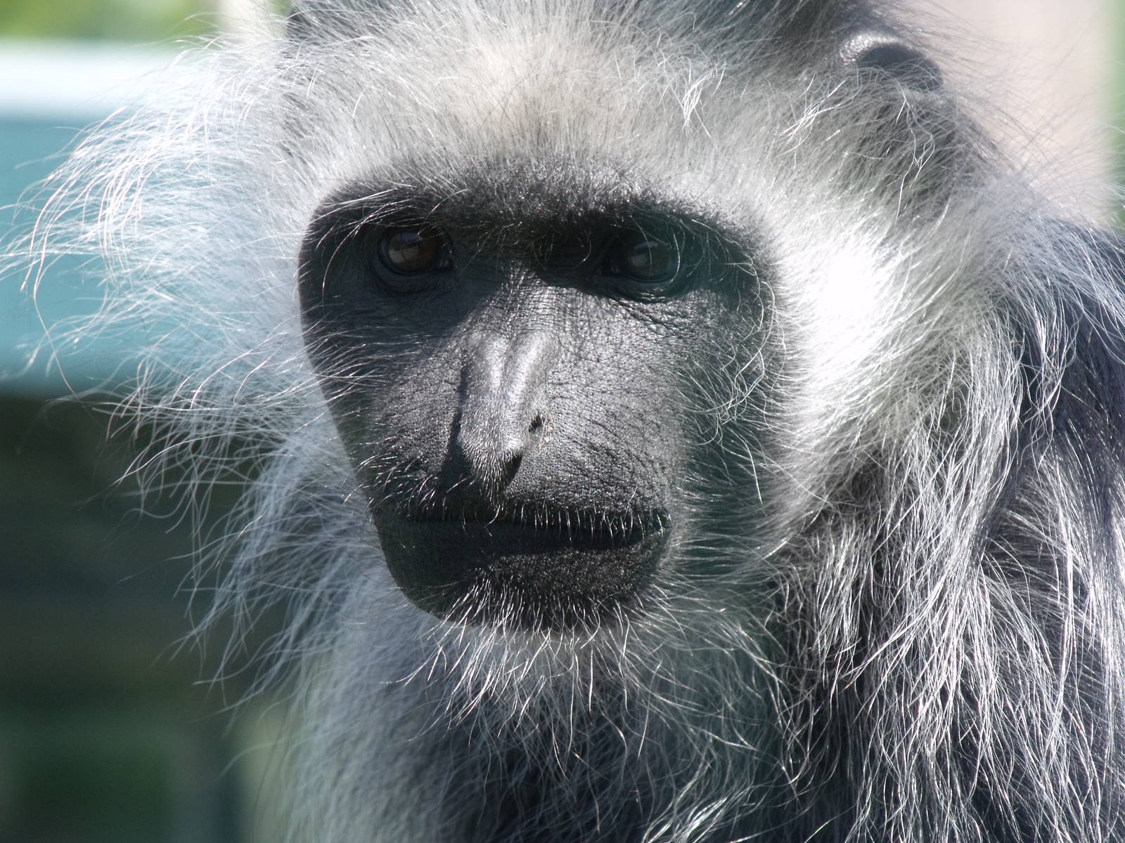 King Colobus