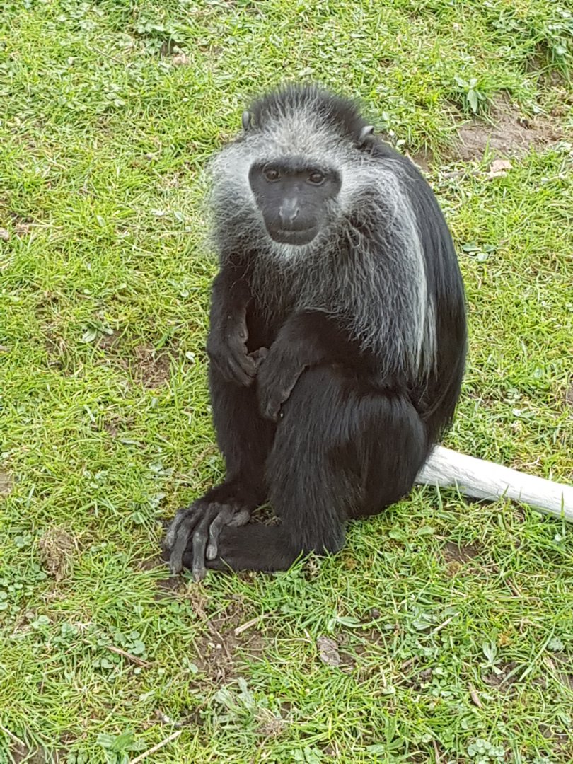 King Colobus