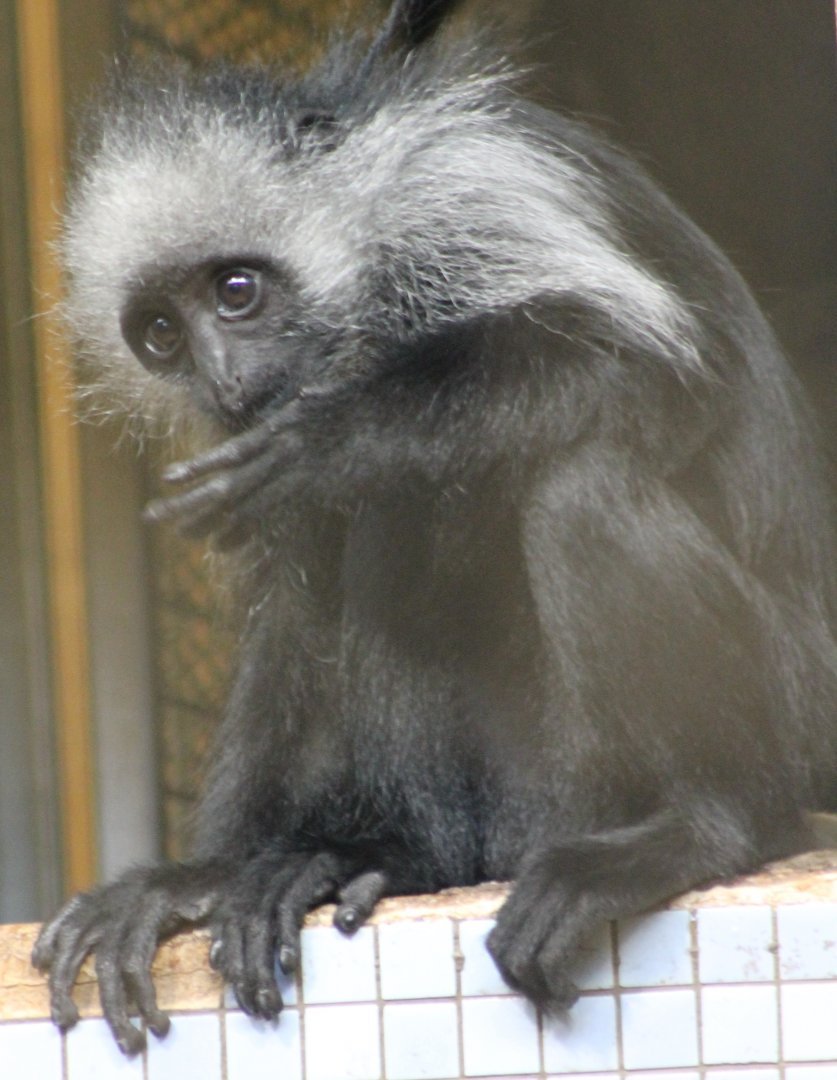 King colobus