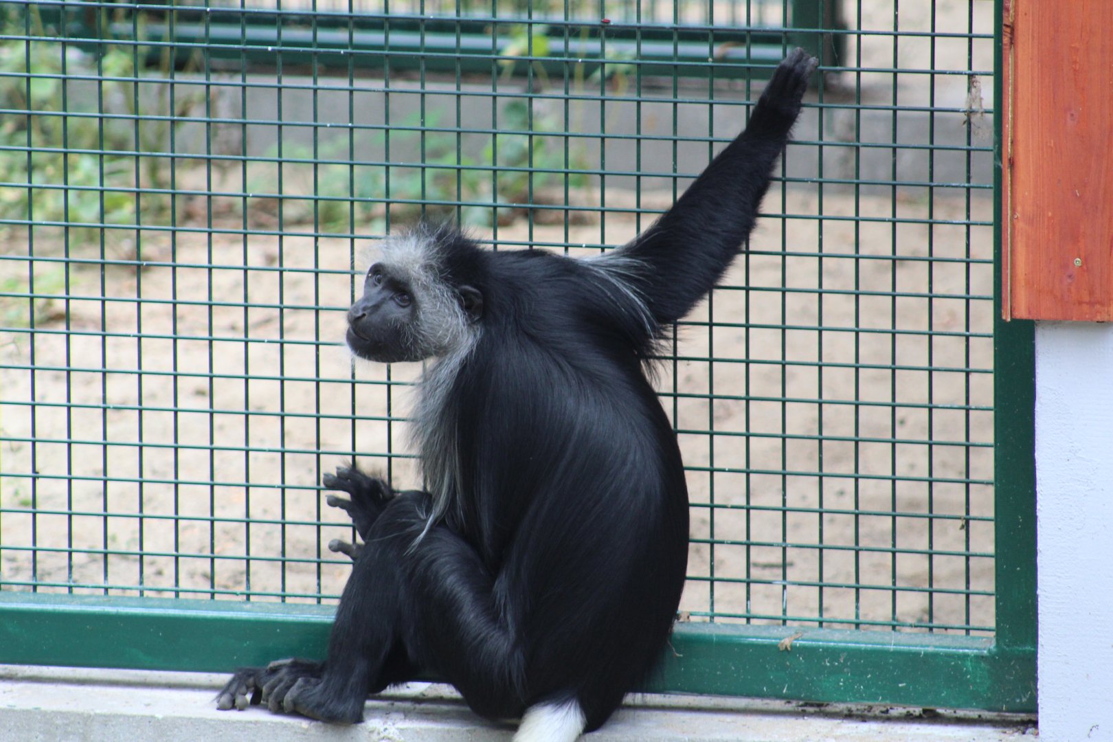 King Colobus