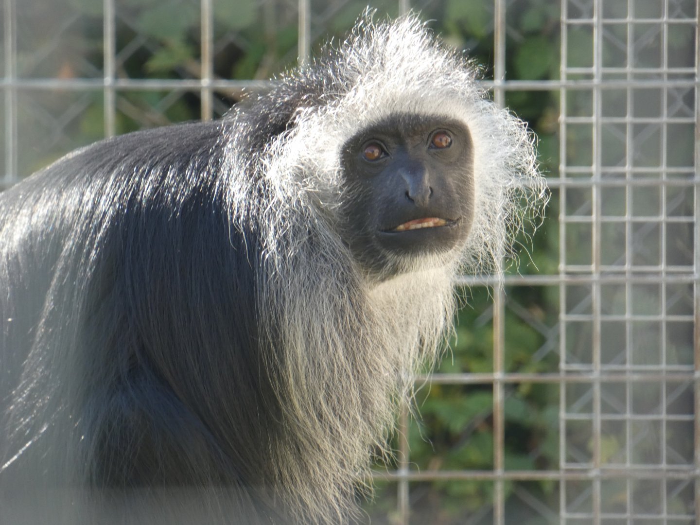 King colobus
