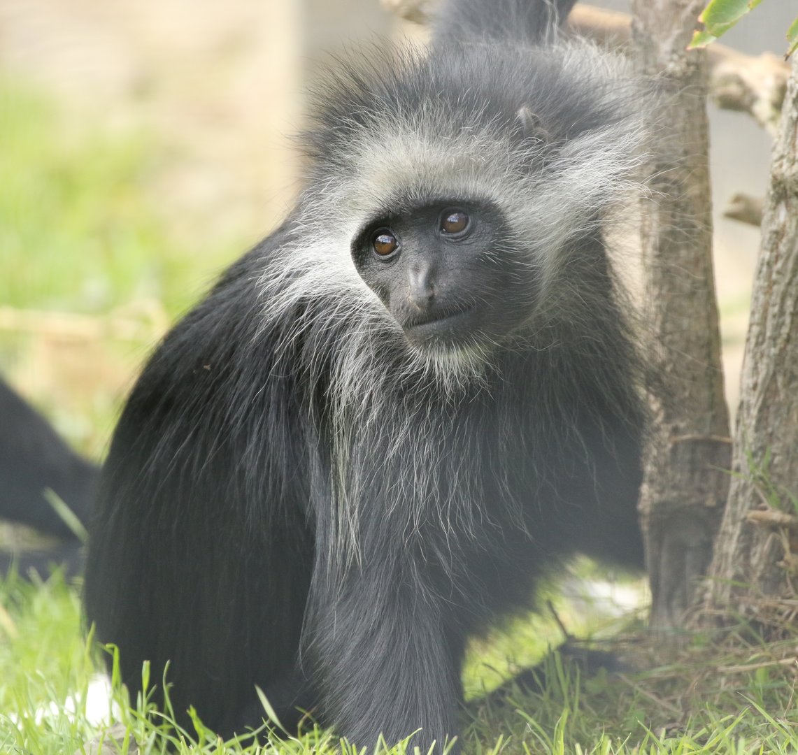 King Colobus