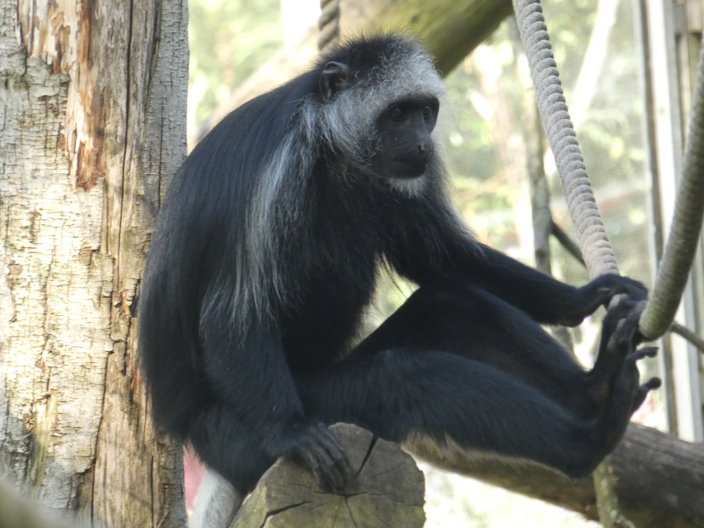 King colobus