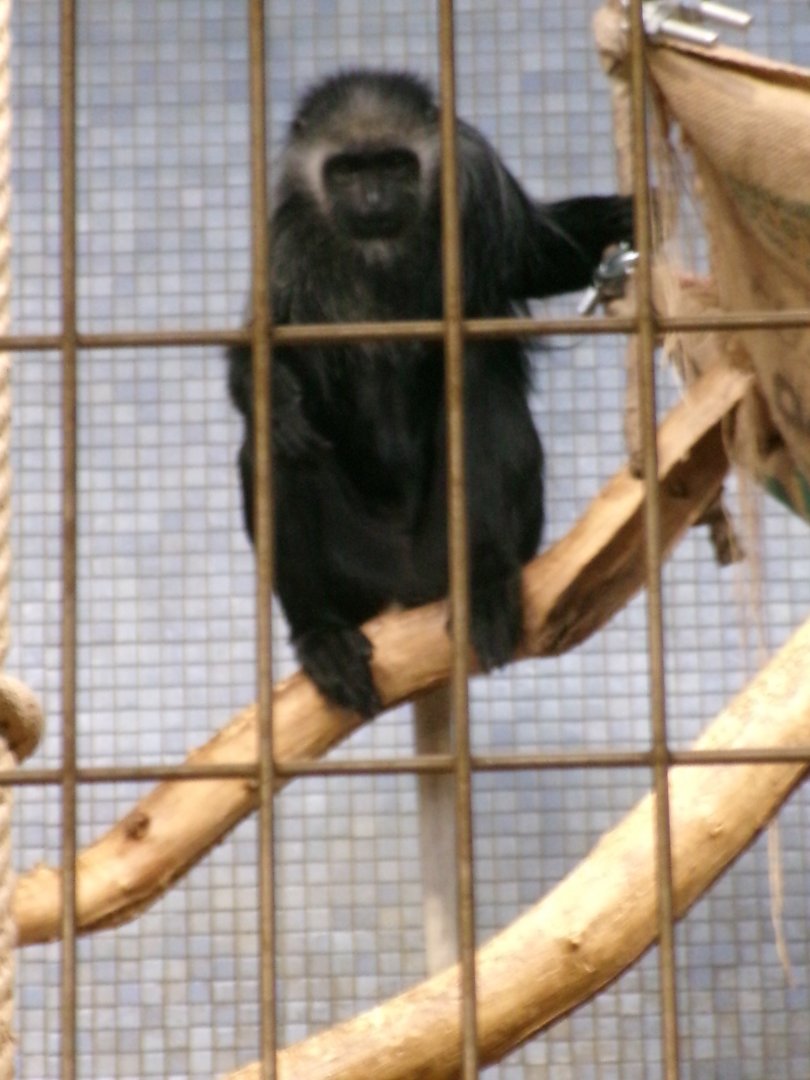 King colobus