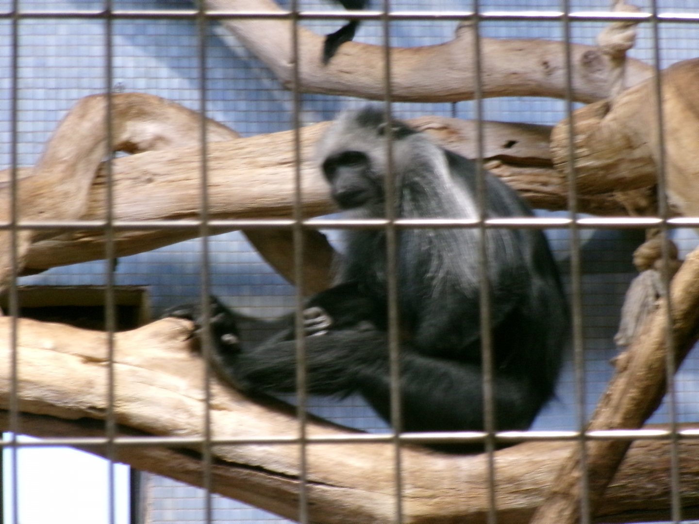 King colobus
