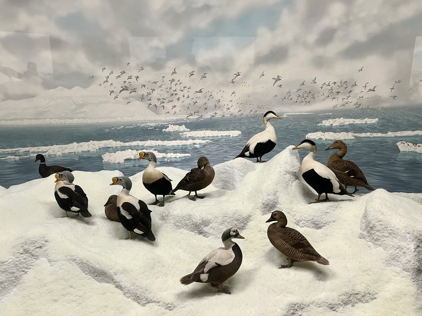 King, Common, and Spectacled Eiders