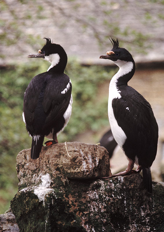 King cormorants at the old Birdland 1973