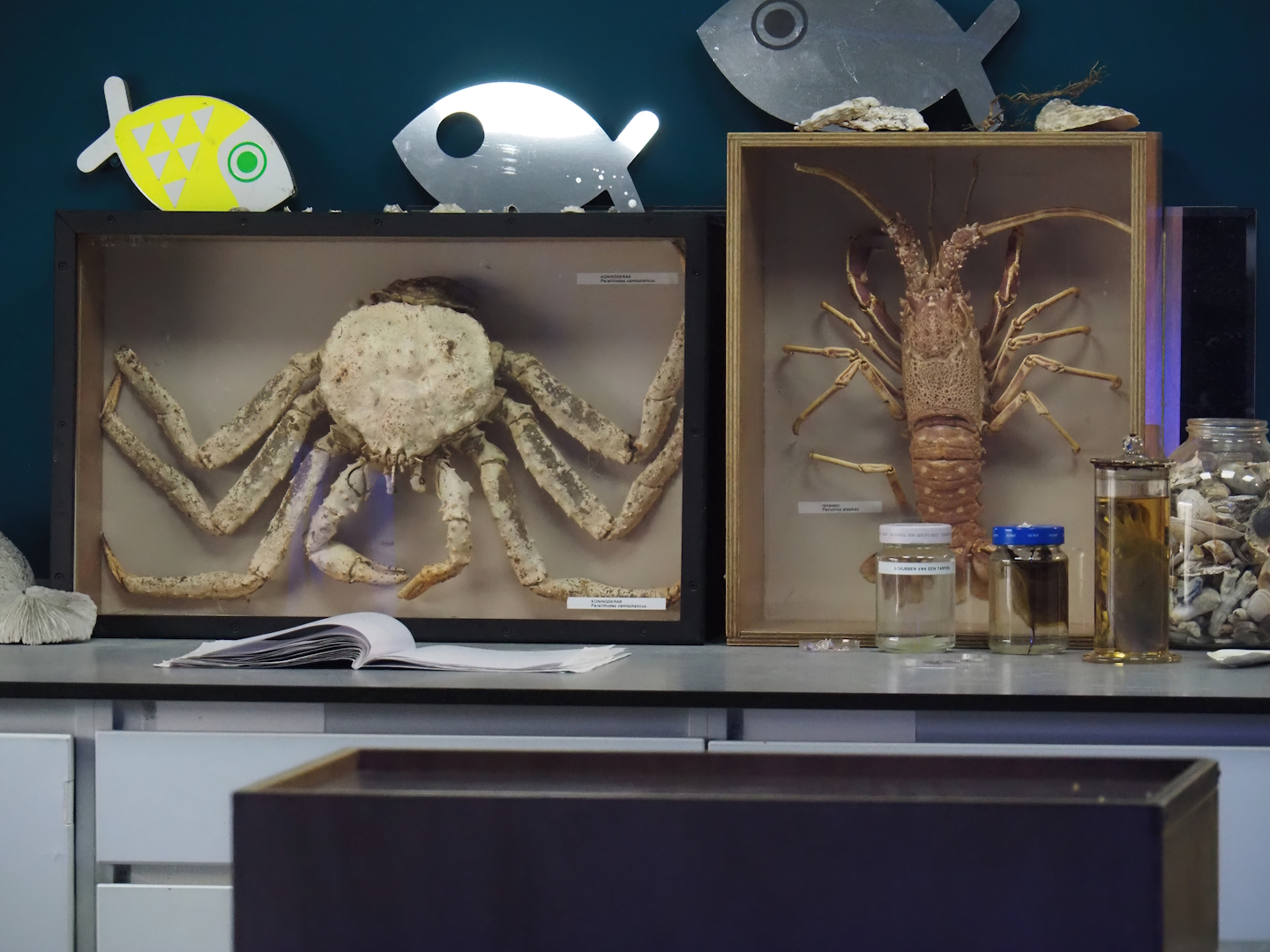 King crab and spiny lobster specimens in the ocean lab, 2024-06-30