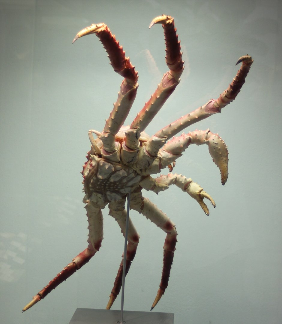 King crab - Paralithodes camtschatica