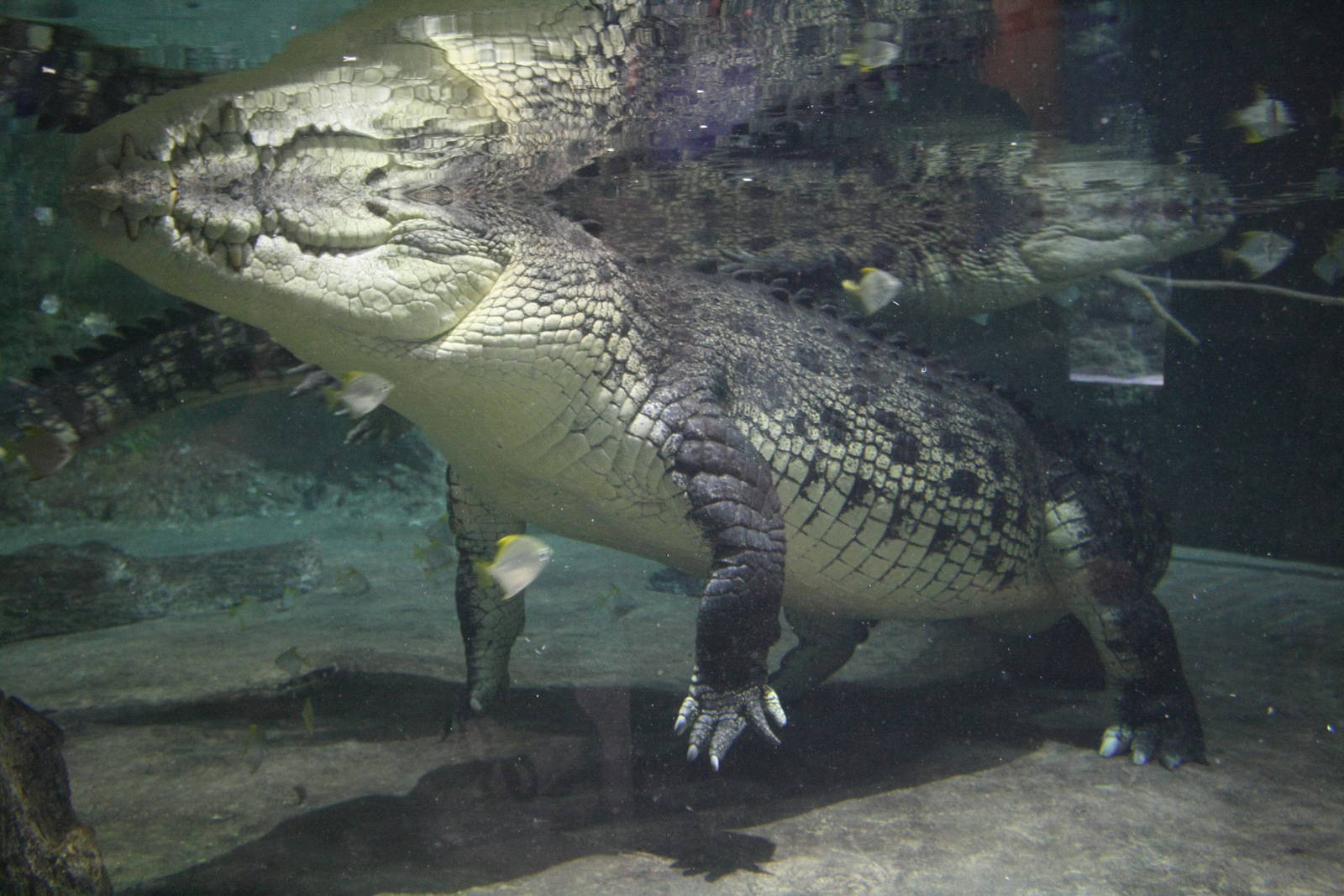 King Croc underwater.