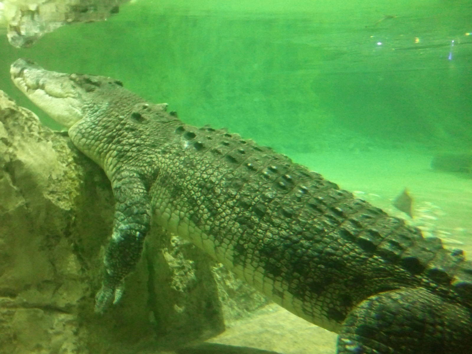 King Croc