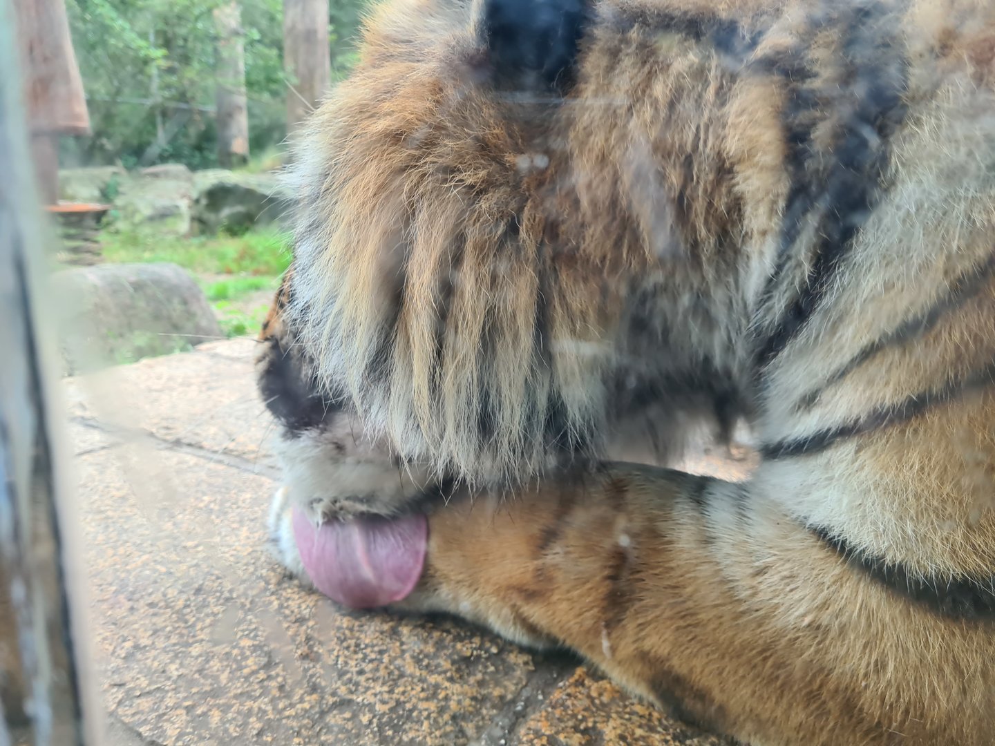 King Darius's palace - Siberian tiger