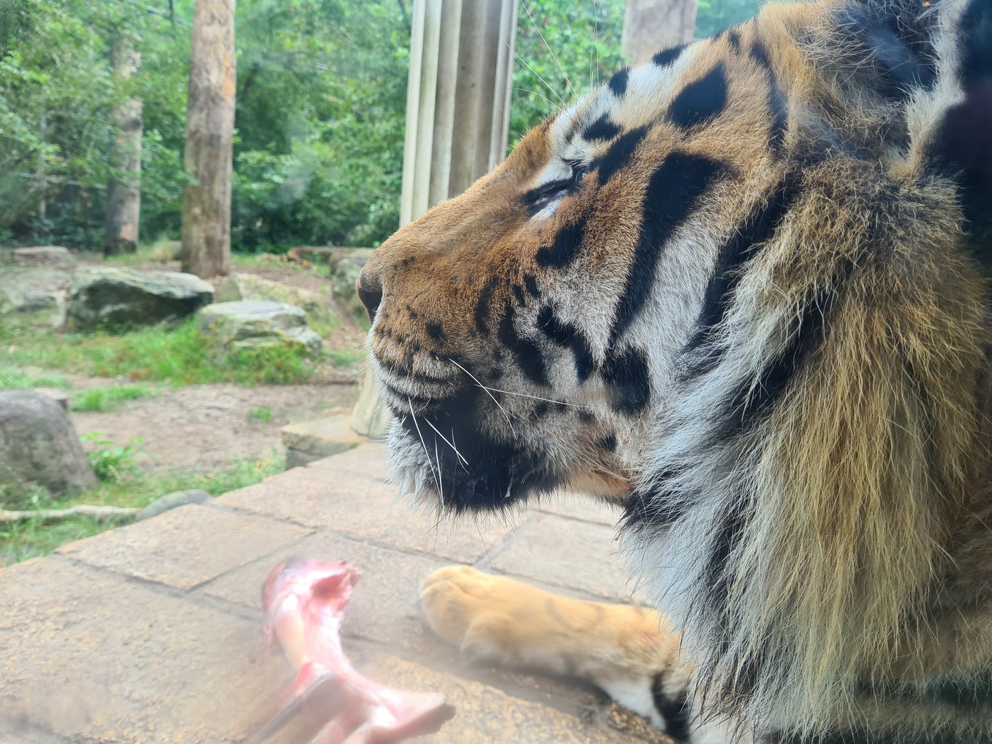 King Darius's palace - Siberian tiger