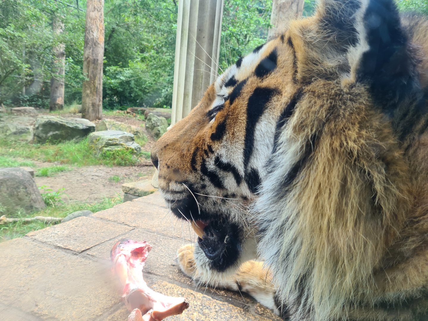 King Darius's palace - Siberian tiger