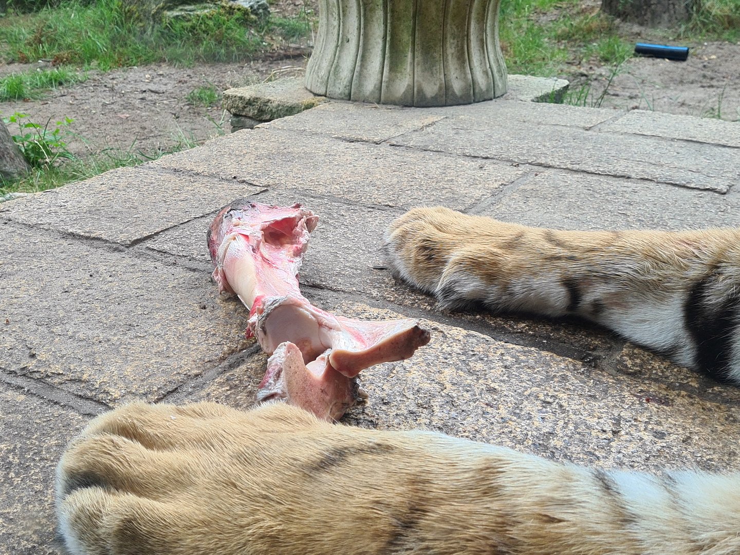 King Darius's palace - Tiger's lunch