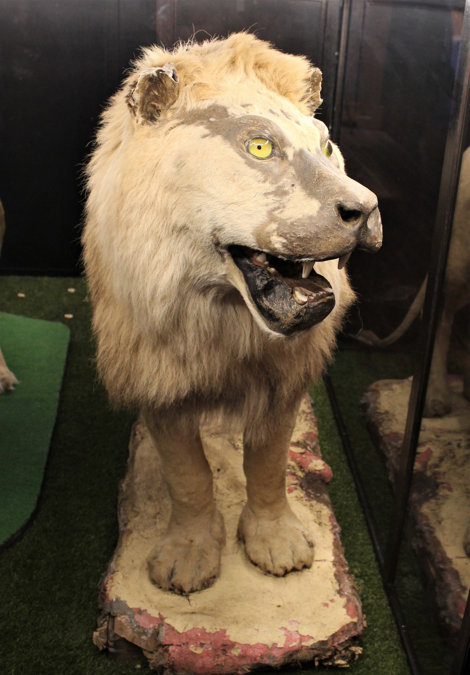 King Dick the Lion from Wellington Zoo