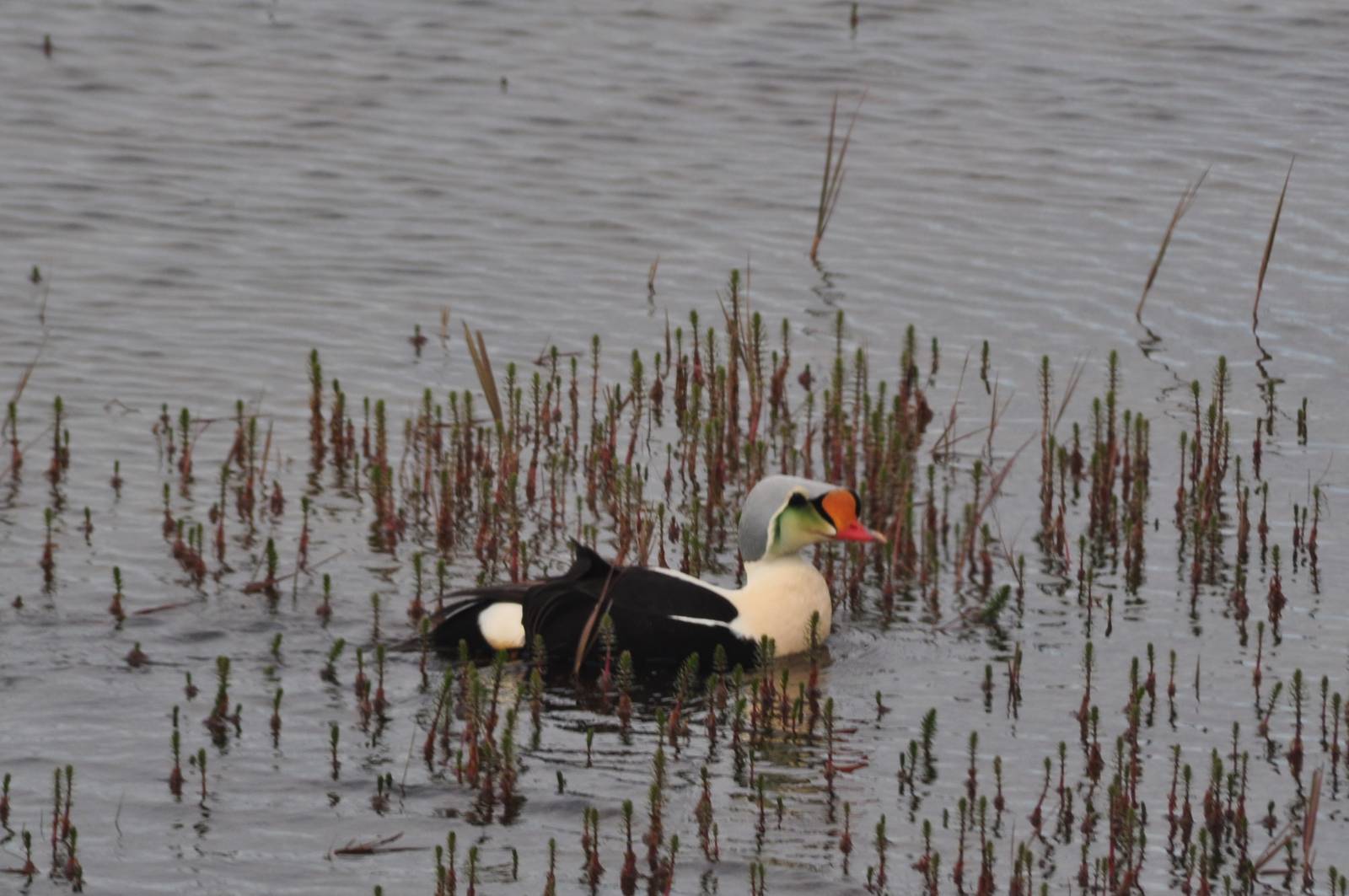 King Eider - Alaska