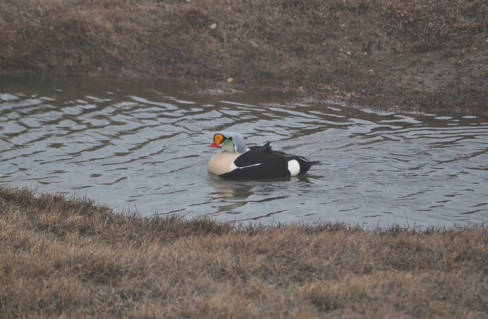 King Eider - Alaska