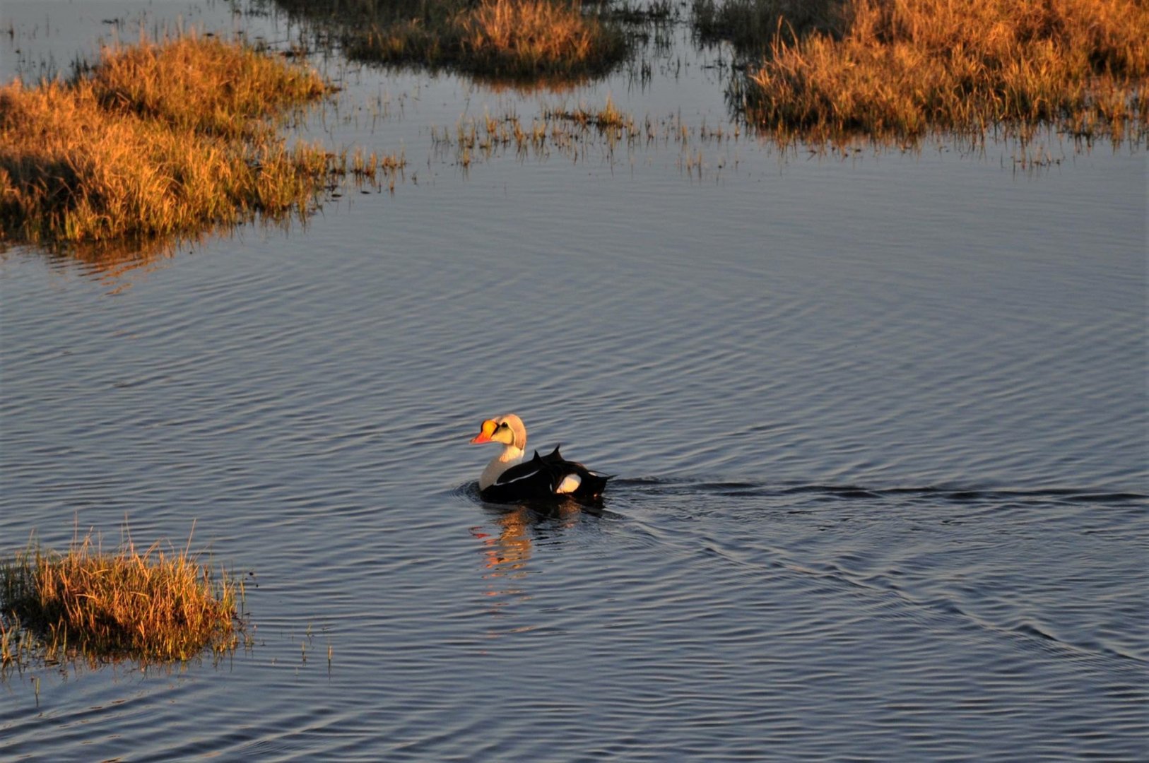 King Eider - Alaska