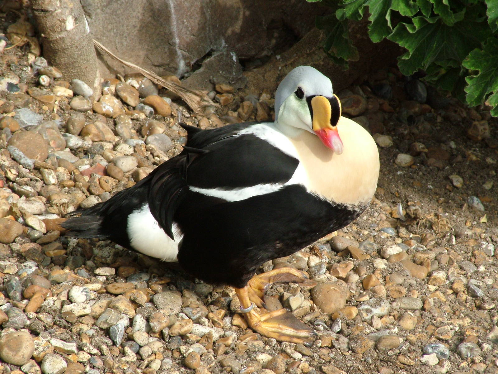 King Eider at Living Coasts 10/04/09