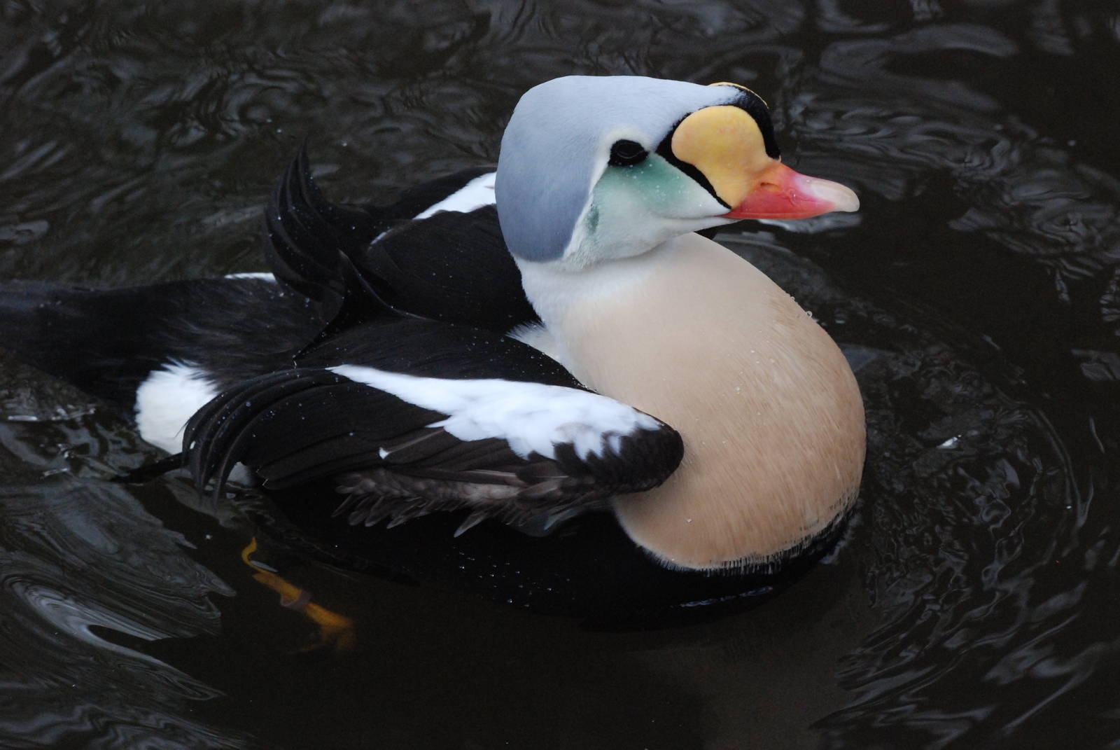 King Eider at Walsrode, 22/03/13