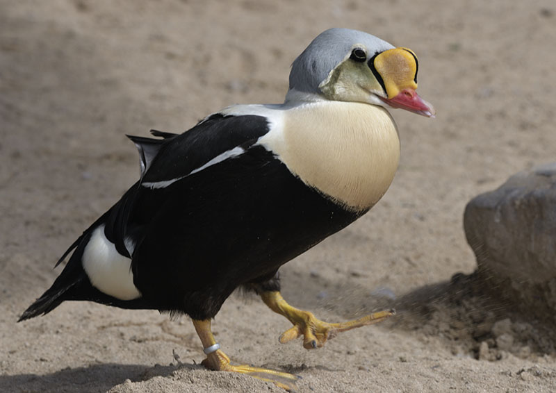 King eider drake