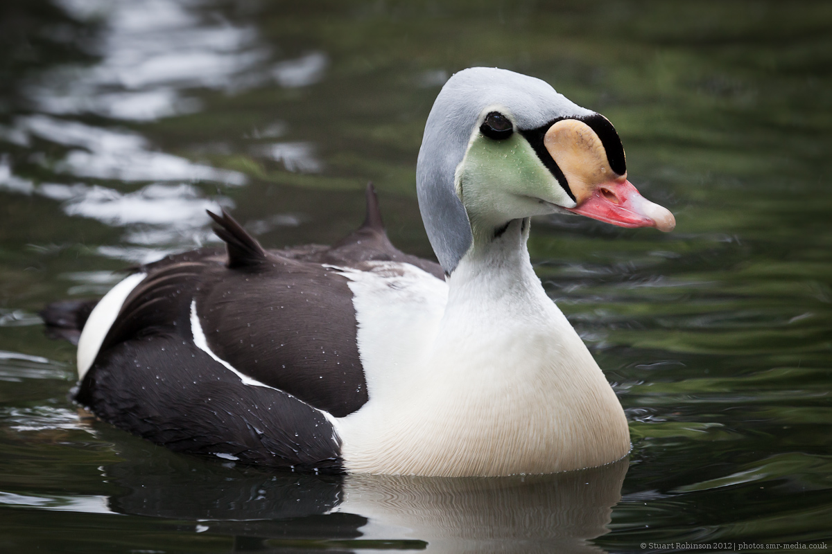 King Eider - Hillside Bird Oasis - 03/06/2012
