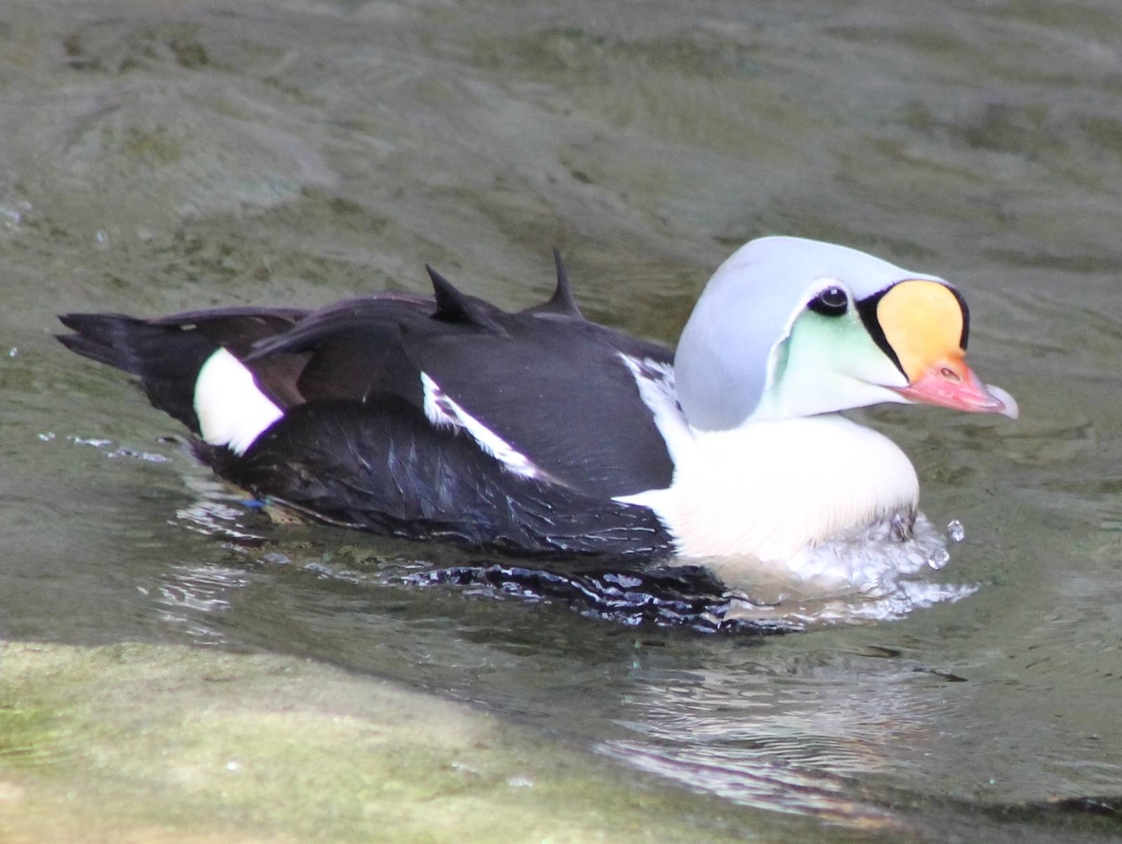 King eider male