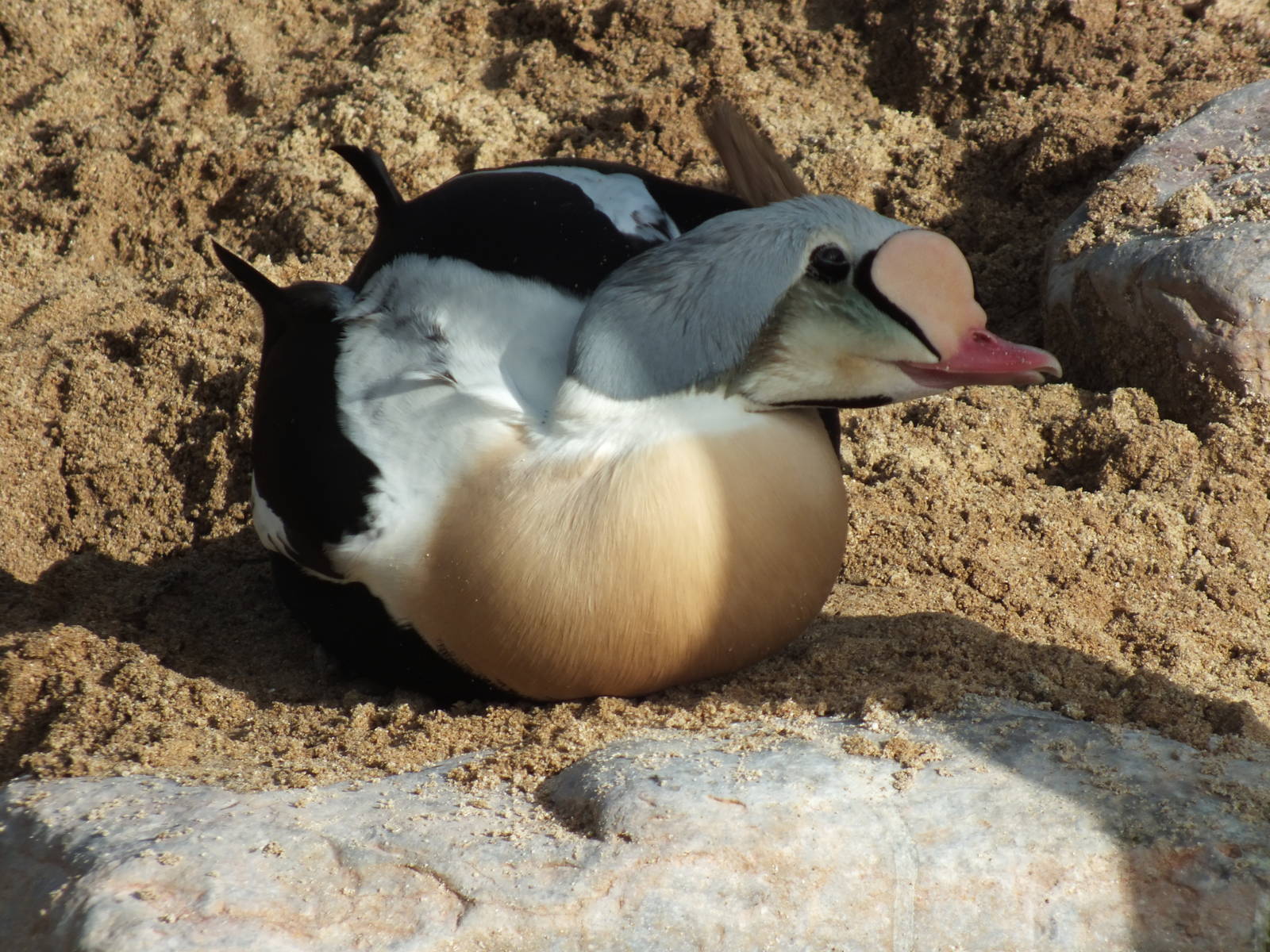 King eider (Somateria spectabilis) at Living Coasts - January 30th 2013