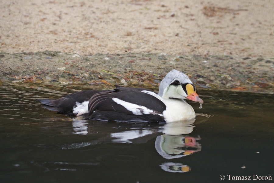 King Eider (Somateria spectabilis)