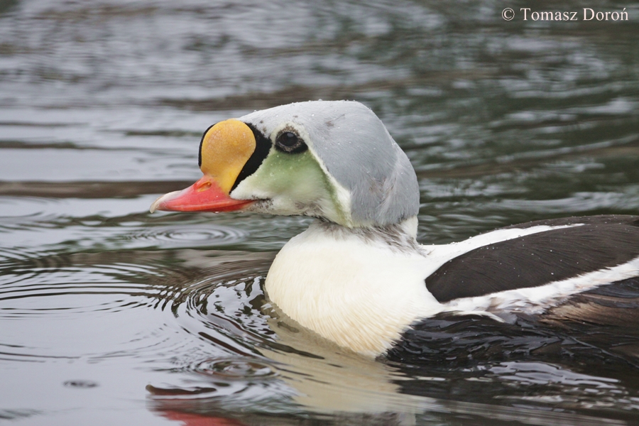 King Eider (Somateria spectabilis)