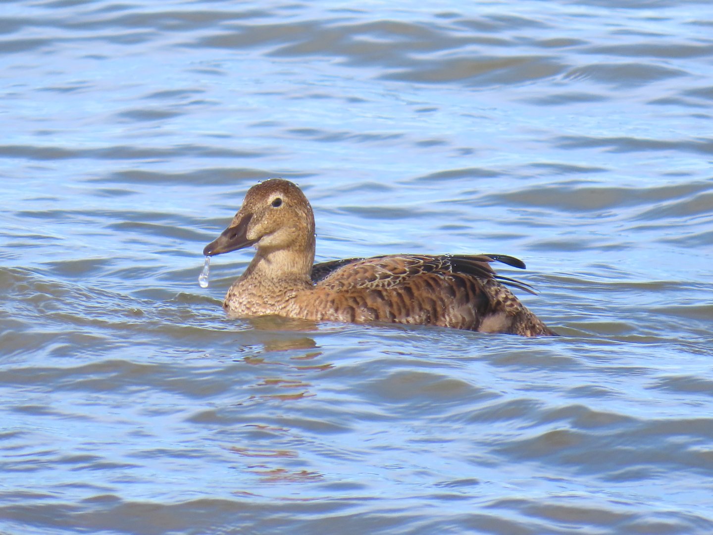 King Eider (Somateria spectabilis)