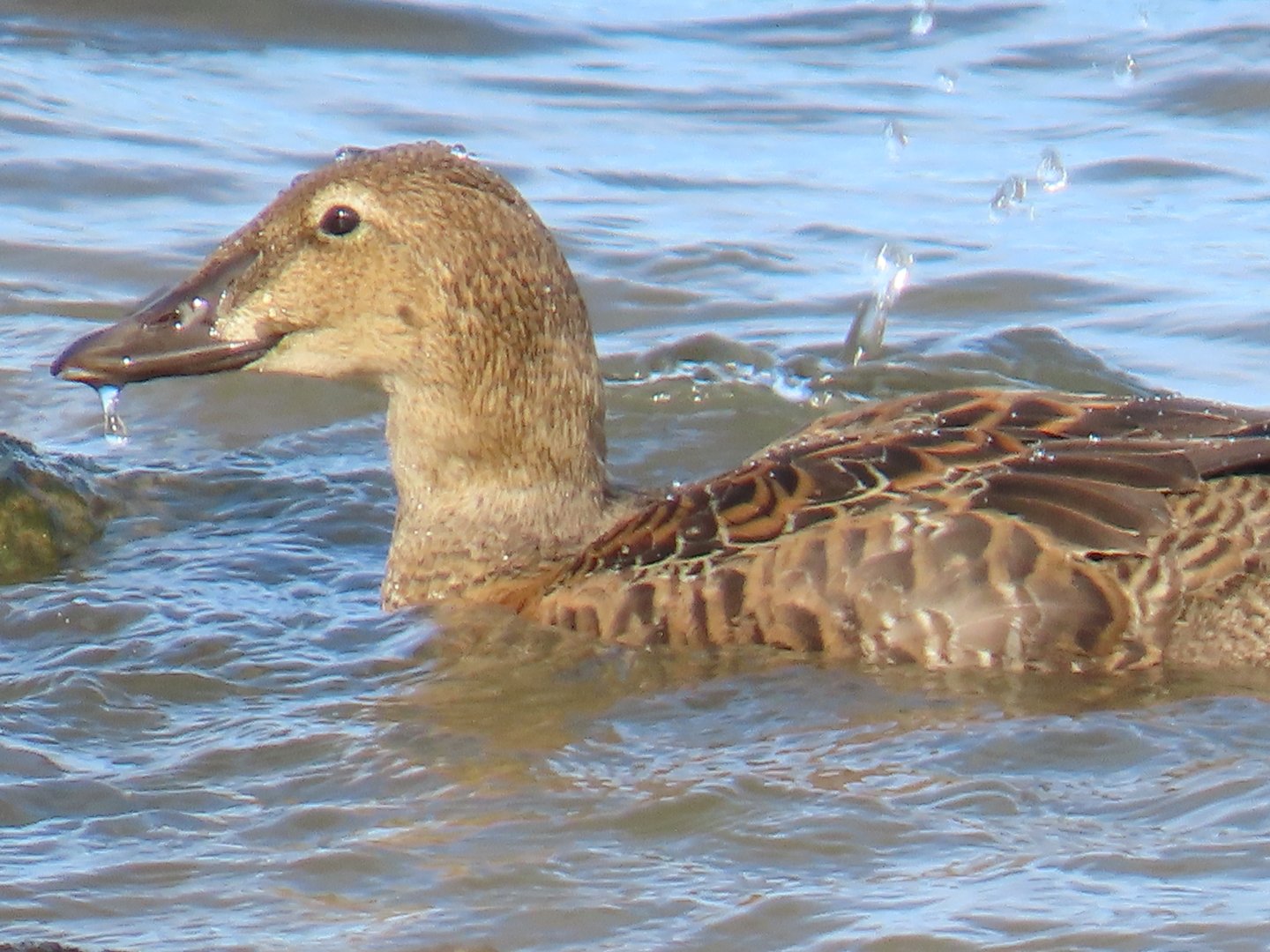 King Eider (Somateria spectabilis)