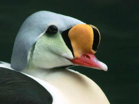 King Eider