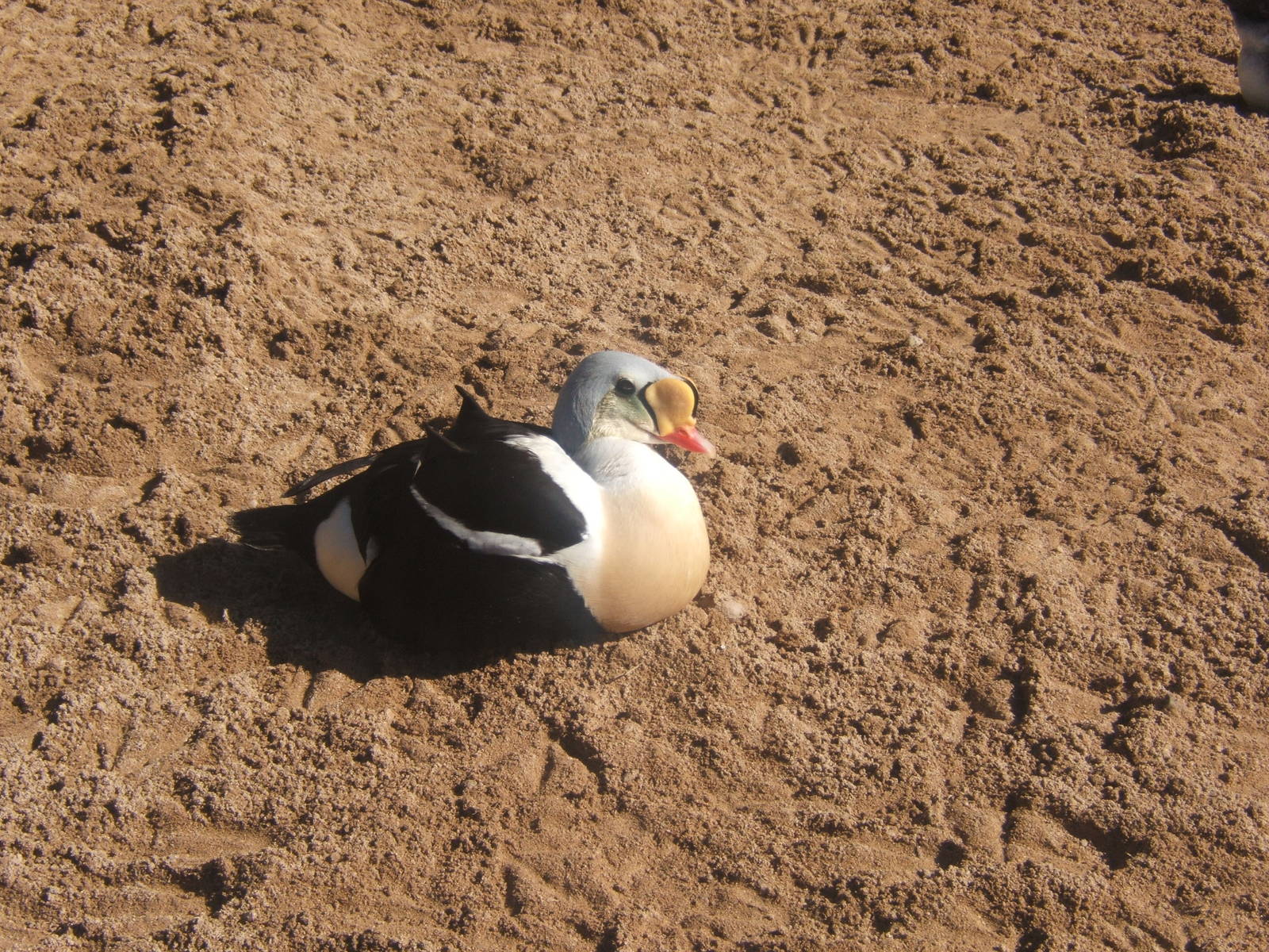 King Eider